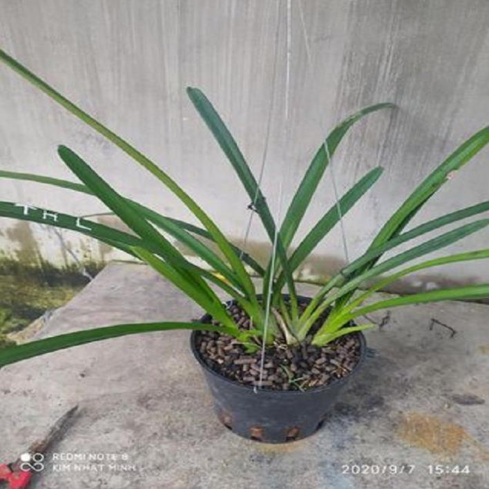 Hoa phong lan kiếm 2 màu