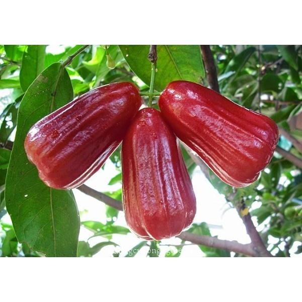 Cây mận đỏ an phước - cây giống