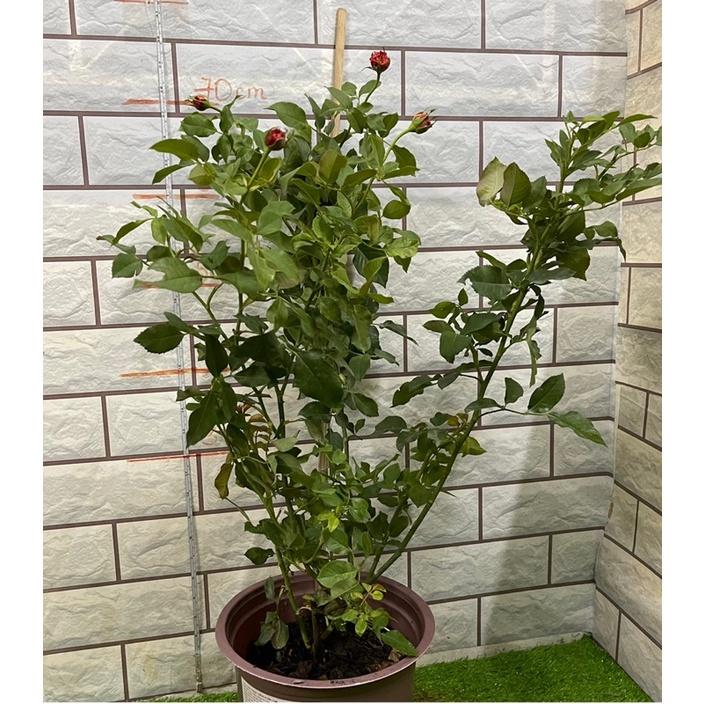 Cây hoa hồng mid summer đỏ Hồng đang nụ -cây nguyên bản