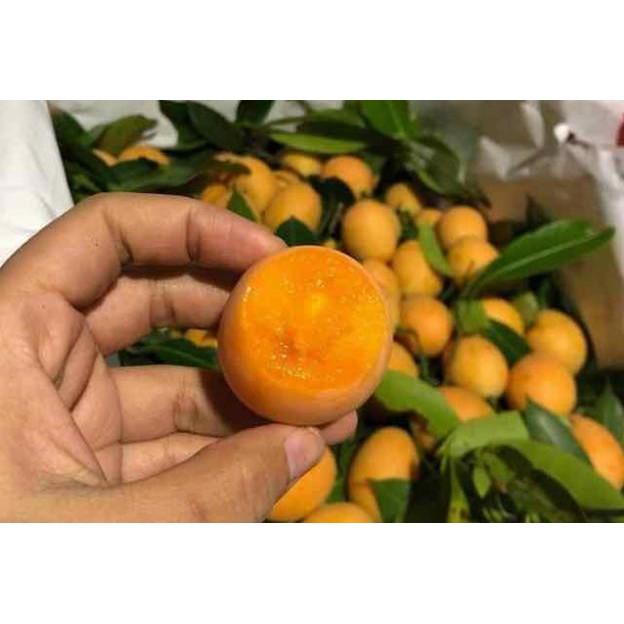 Cây thanh trà ngọt siêu trái