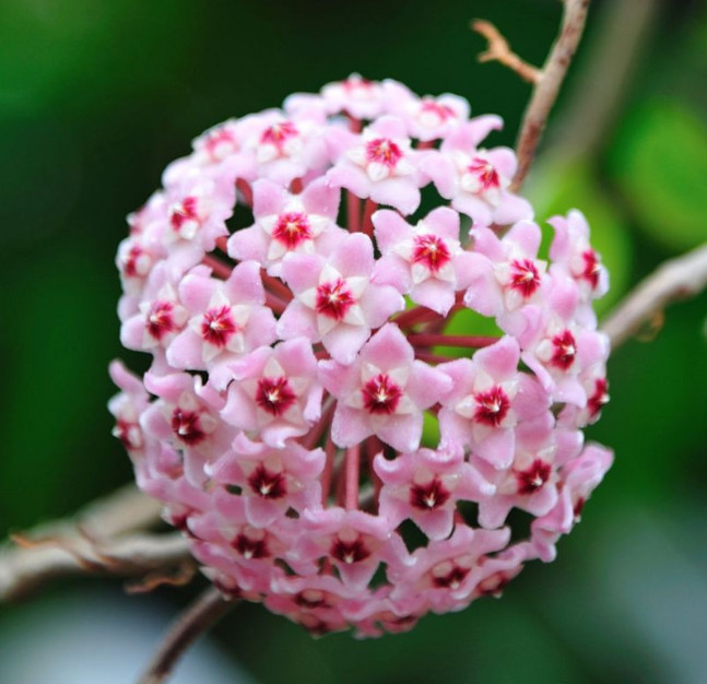 Chậu cây cẩm cù Hoya Krimson Queen