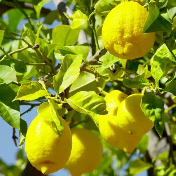 Cây chanh vàng Mỹ quả to mọng nước rất thơm 6 tháng ra quả