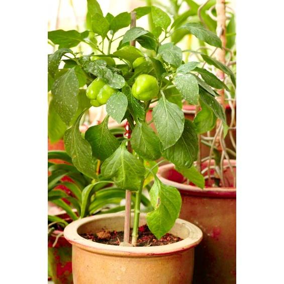Hạt Giống Ớt Chuông Ngọt F1 Xanh CT320 - Gói 10 hạt