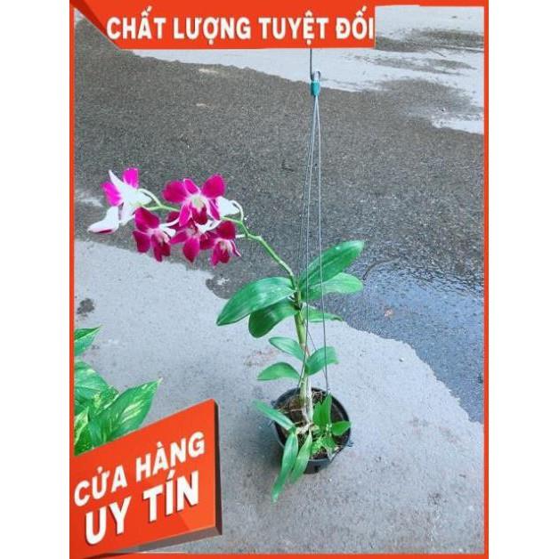 Chậu Lan Dendro