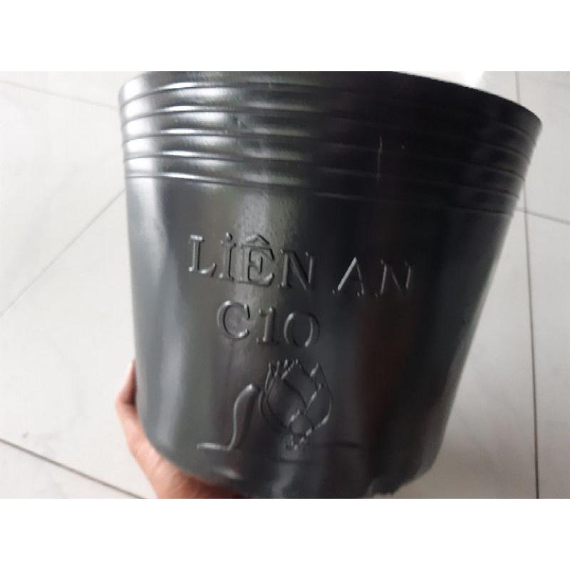 50 chậu c10 liên an