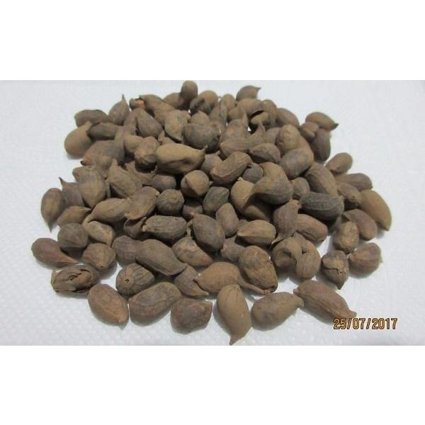Gói 20g Hạt giống cỏ lạc dại - Hạt giống cỏ đậu phộng - Cỏ trồng công trình, sân vưởn