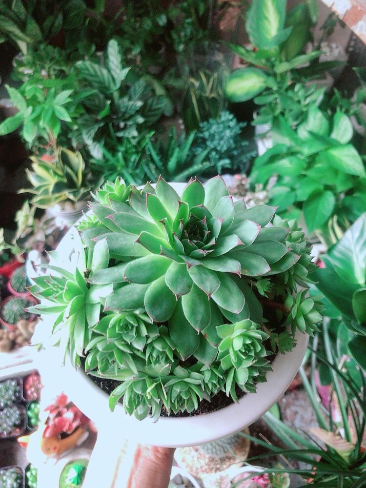 Chậu Cây Phật Bà Xanh