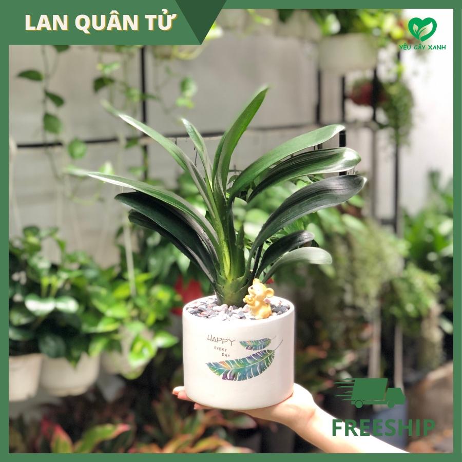 Cây Lan Quân Tử để bàn trang trí nhà ở sân vườn ban công