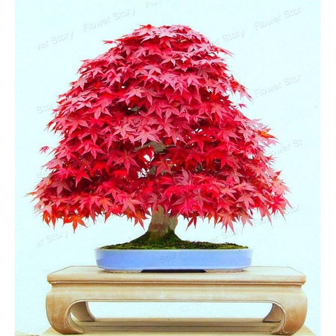 Hạt giống cây phong lá đỏ - 1 gói 10 hạt/Kèm 1 gói kích thích hạt nảy mầm