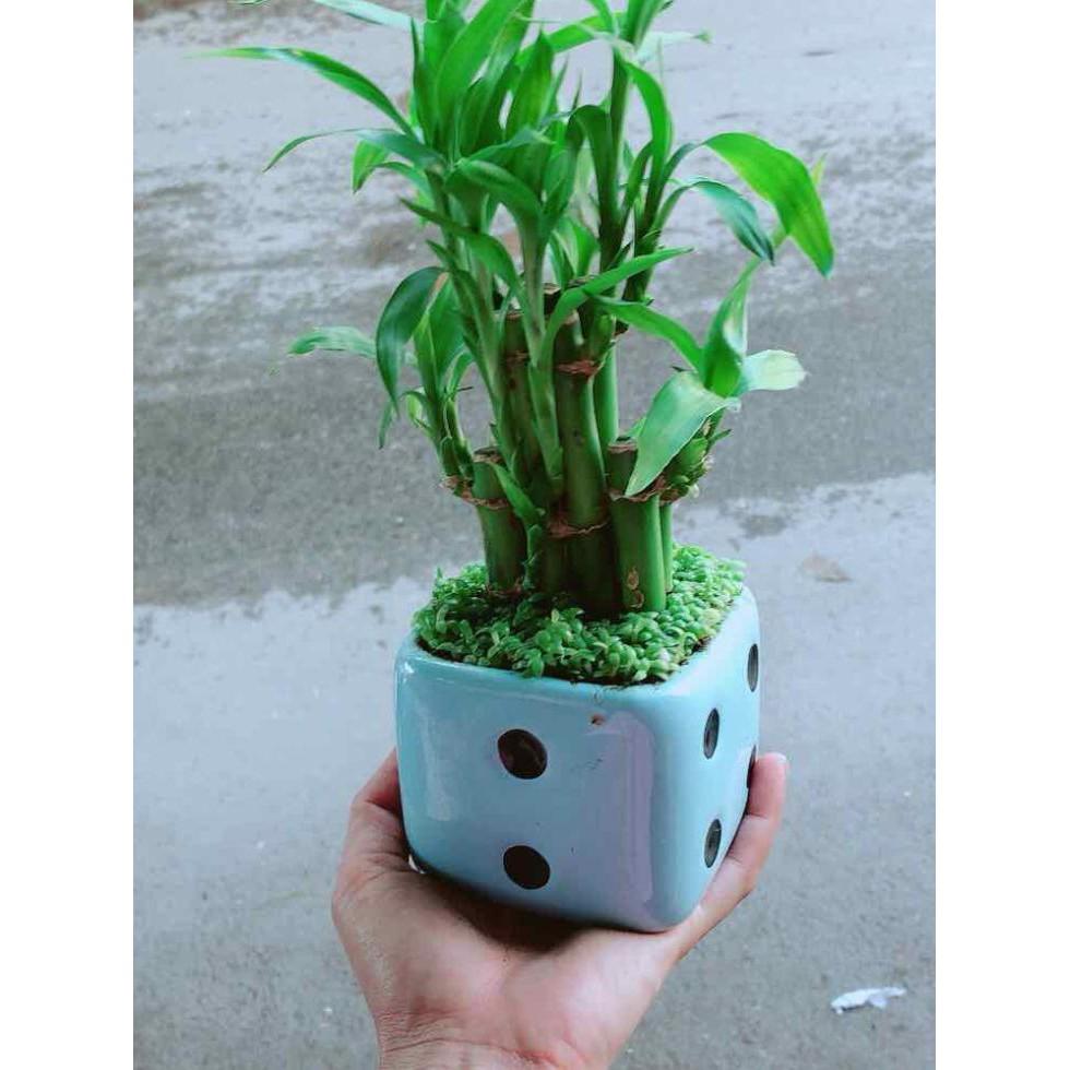 Chậu Trúc Phát Tài Bán Chạy