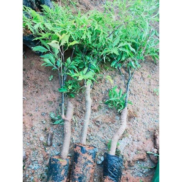 Com bo 10 cây giống đinh lăng nếp