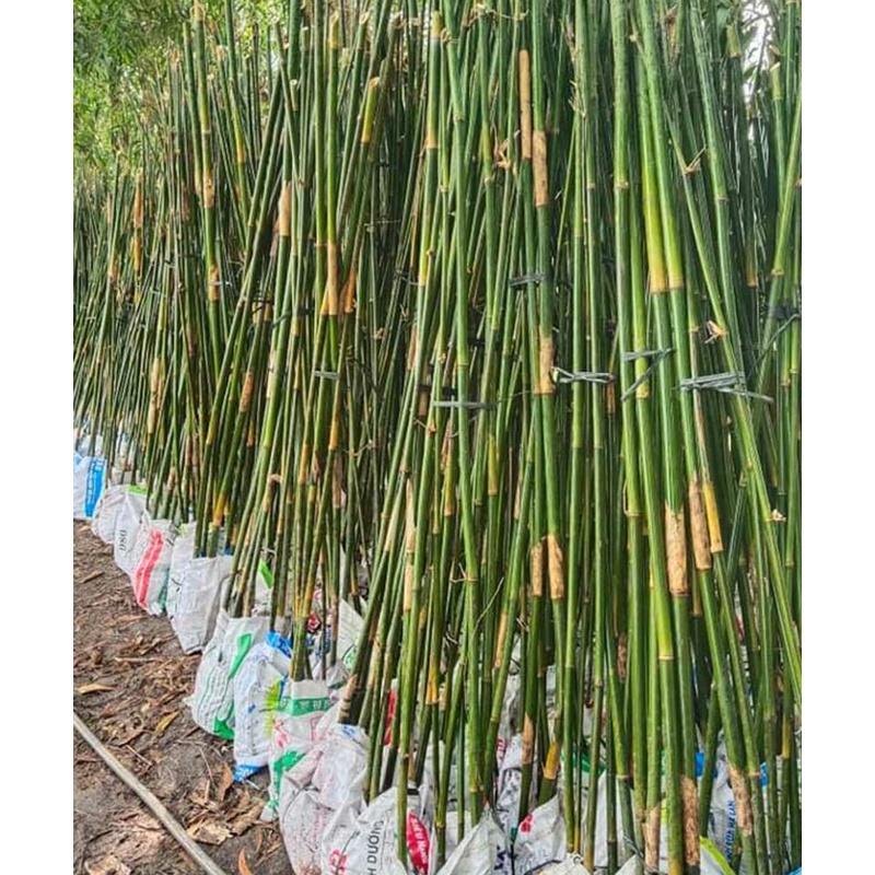 Cây giống trê măng dê siêu ngon- đặc sản vùng tây bắc