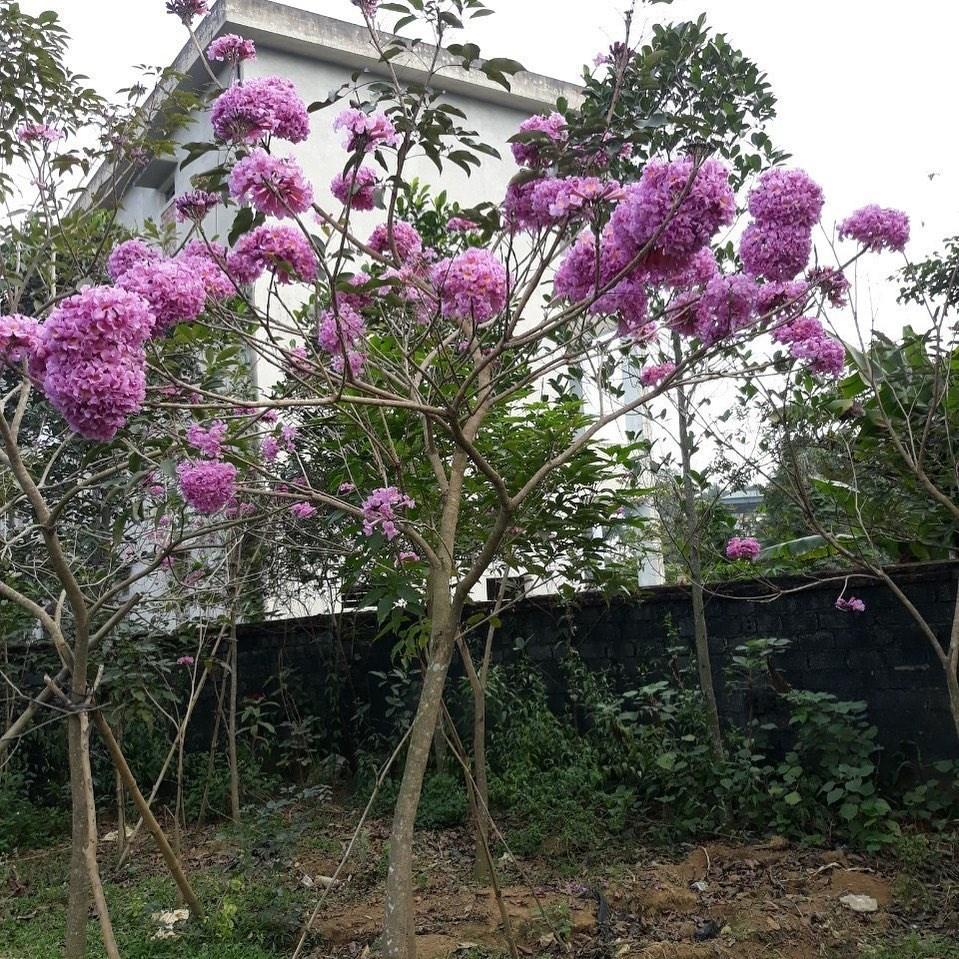 Hạt Giống Cây Hoa Phong Linh Hồng CT544 - Gói 5 hạt