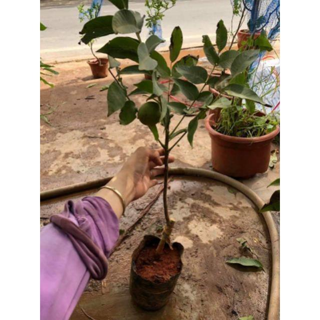 Cây Óc Chó Đang Quả tặng 2 cây chè xanh