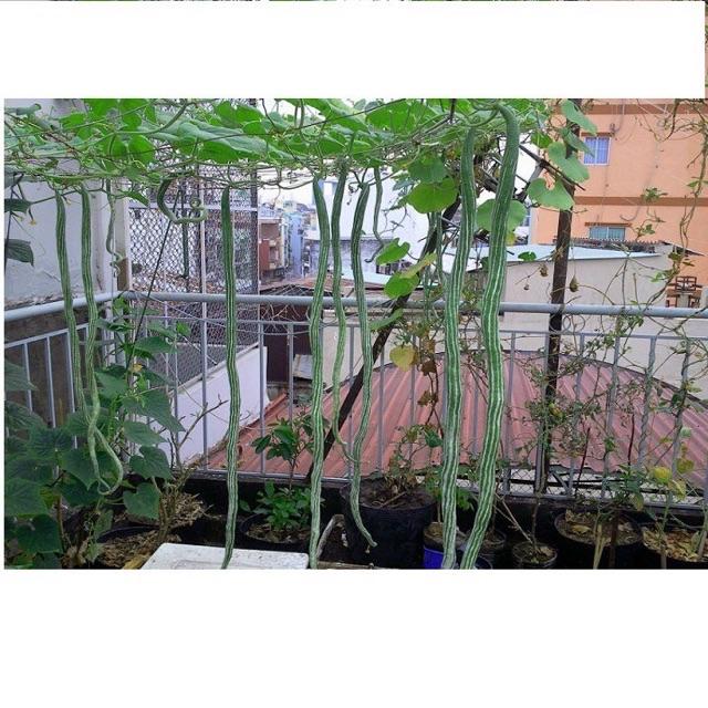 Hạt giống mướp nhật, mướp rắn quả dài gói 5 hạt