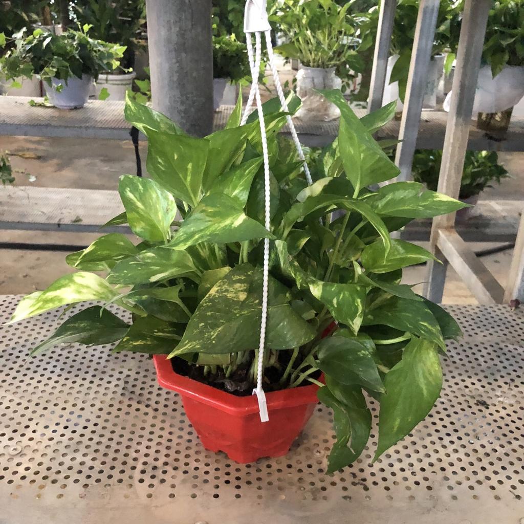 Cây trầu bà đốm rủ chậu treo, đường kính 20cm ngọn rủ bắt mắt lá to đẹp thích hợp trang trí ban côn