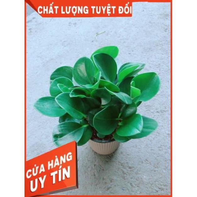 Cây Trường Sinh Kèm Chậu Tự Tưới