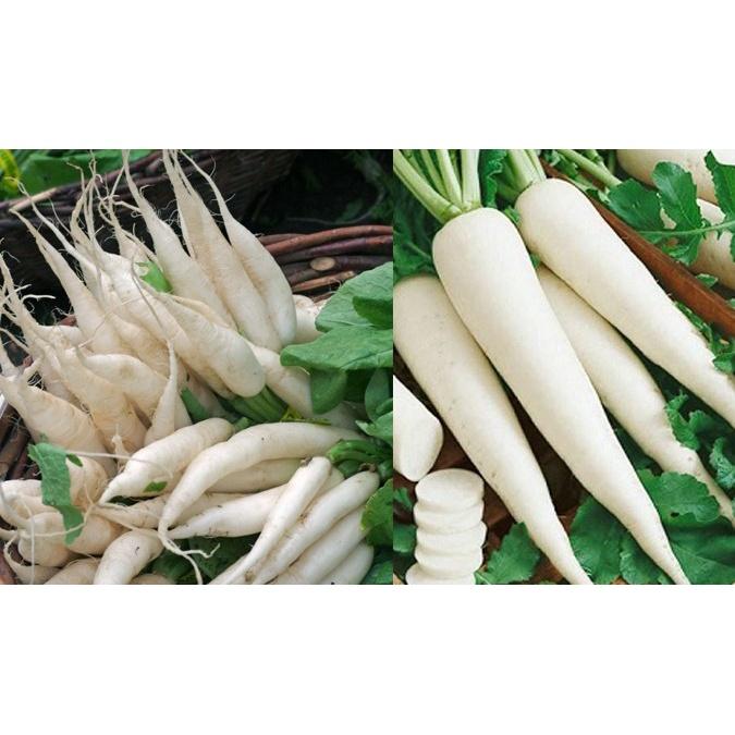 Hạt Giống Củ Cải Trắng R A D O 107 - 50gr - Dạng lá ngắn, cổ củ nhỏ, củ to, da trơn láng, chắc củ