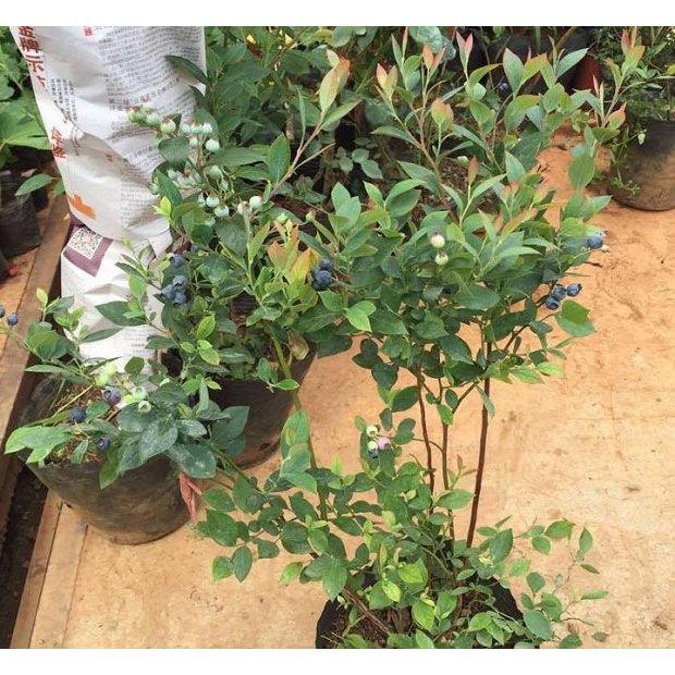 Hạt Giống Cây Việt Quất trồng chậu