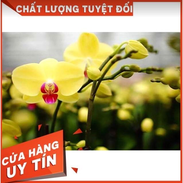 Combo 5 cây lan hồ điệp vàng kim thư giống (bầu 1.5)