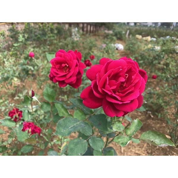 Cây hồng nhung cổ cao 35cm