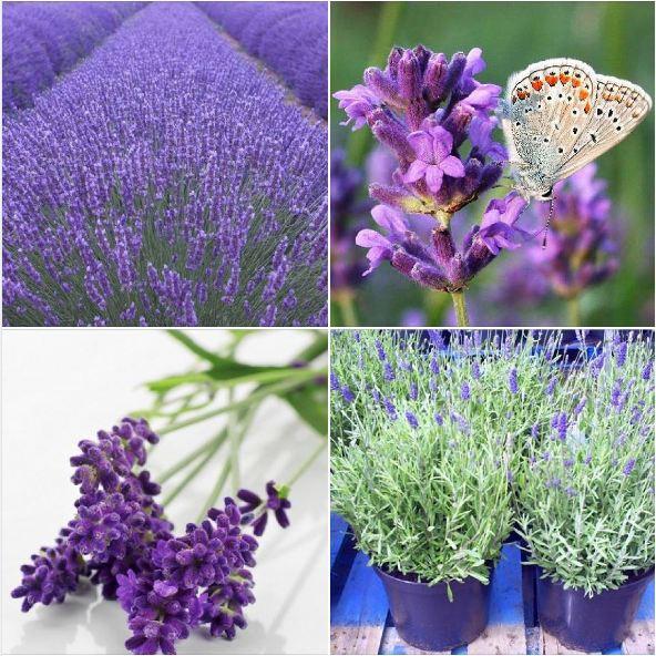 Hạt Giống Hoa Oải Hương tím ( Lavender) 100 hạt/gói