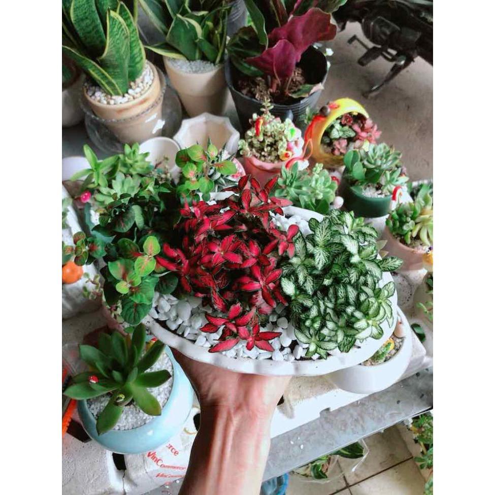 Chậu cây cẩm nhung  Bán Chạy