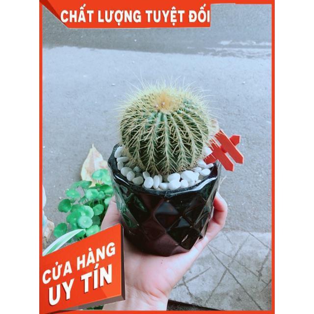 Chậu Xương Rồng Trạng Nguyên