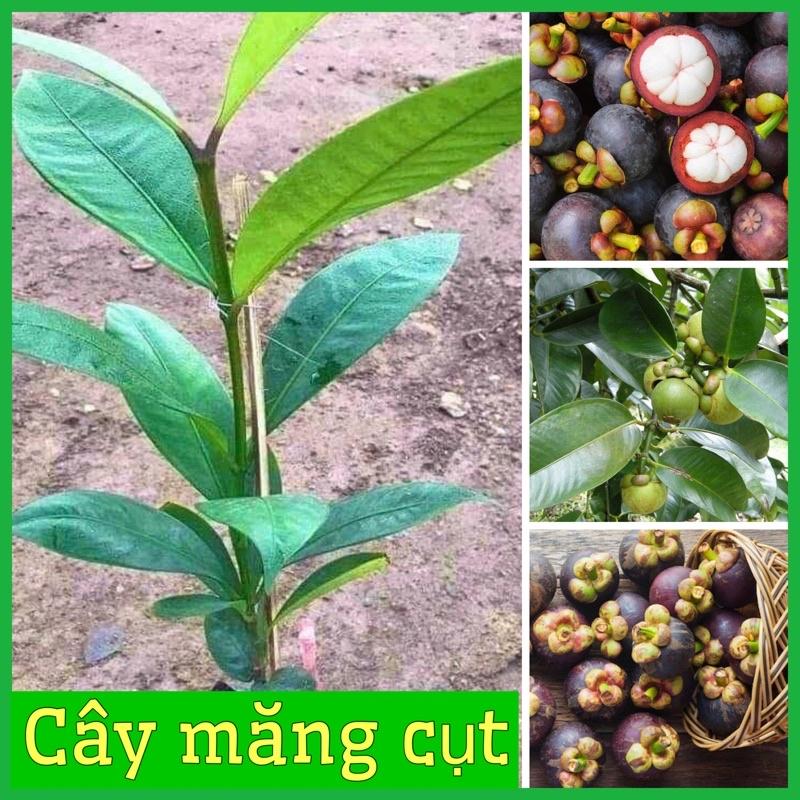 Cây măng cụt giống cao 30-50 cm quả to năng suất cao