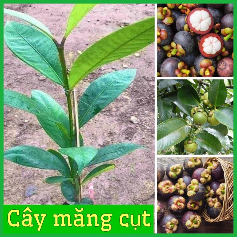 Cây măng cụt giống cao 30-50 cm quả to năng suất cao (ảnh thật 2 hình cuối)