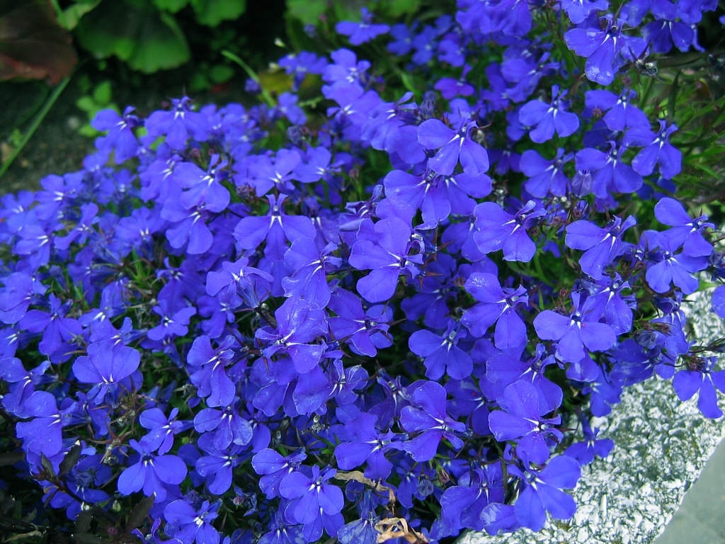 Bộ 1 gói hạt giống cúc lobelia 