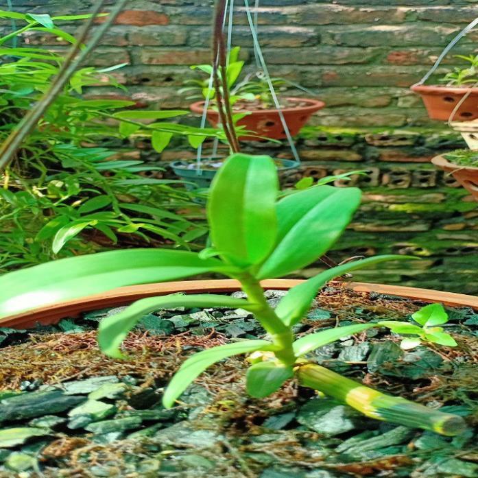 Hoa lan - 5ct bảo duy hàng gieo hạt