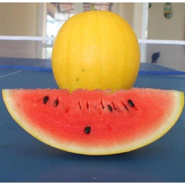 Hạt giống dưa hấu vỏ vàng ruột đỏ f1- Gói 10 hạt-tặng kèm gói phân bón lót