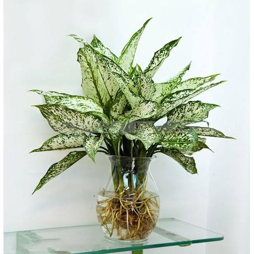 CÂY THUỶ SINH - Bộ 3 cây thuỷ sinh có phong thuỷ cực tốt Vạn lộc - Ngọc Ngân -Phú Quý