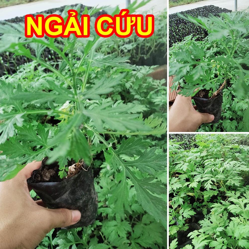 Cây Ngải Cứu