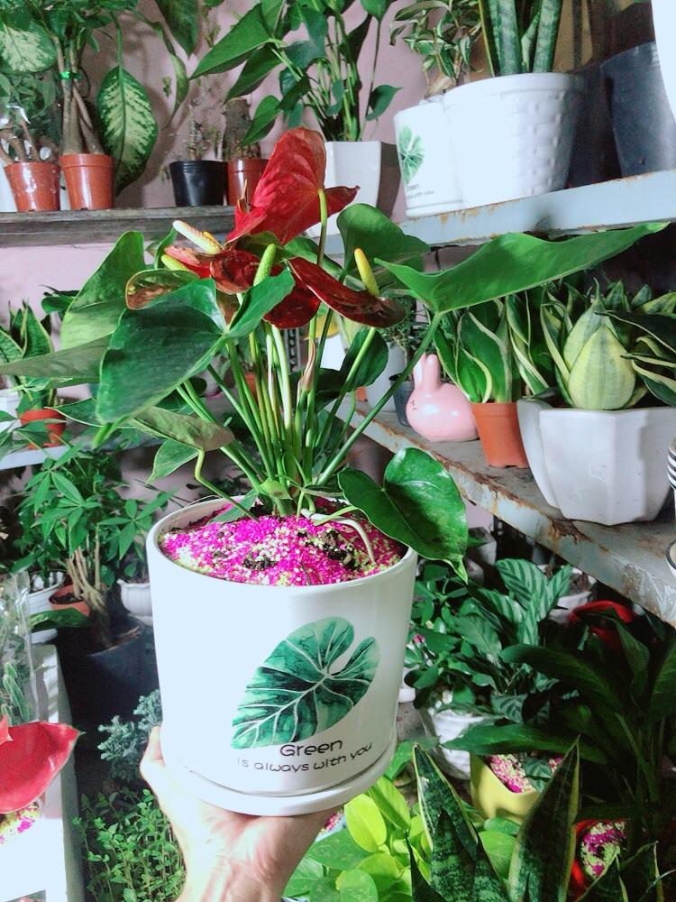 Chậu Cây Hồng Môn