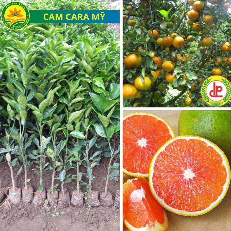 Cam cara Ruột đỏ giống cây trồng chất lượng cao, giống cây trồng nhập ngoại mang lại hiệu quả kinh tế cao