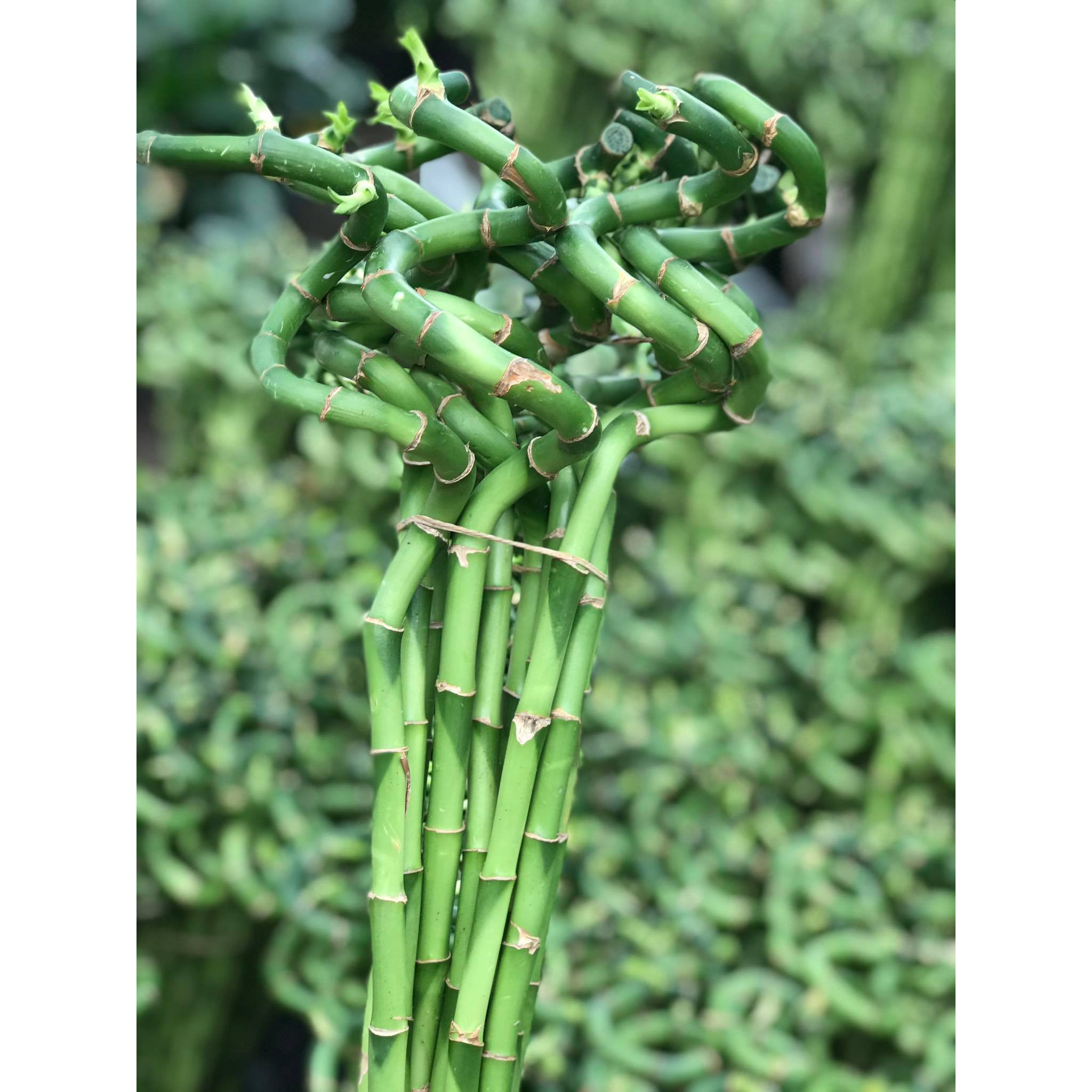 Cây để bàn trúc phú quý