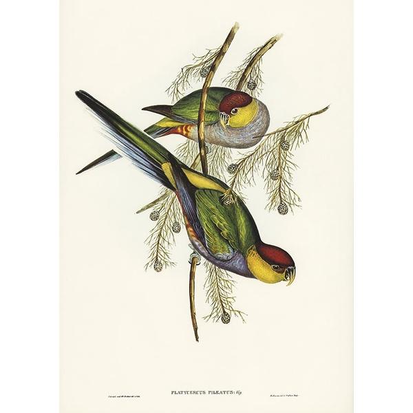 Tranh canvas vintage - Vẹt đuôi dài mũ đỏ - BVT-1