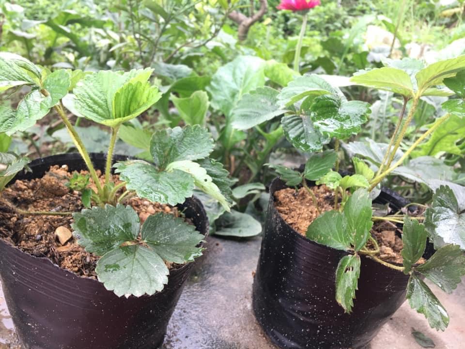 Bầu ươm cây 26x21a 1kg 50 bầu