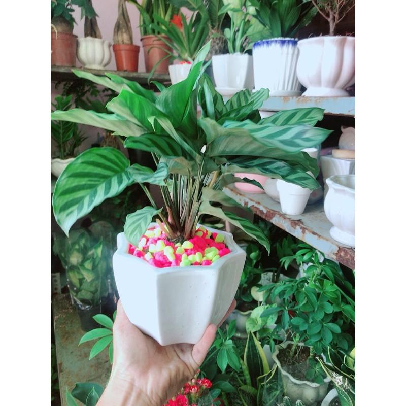 Chậu Cây Đuôi Công