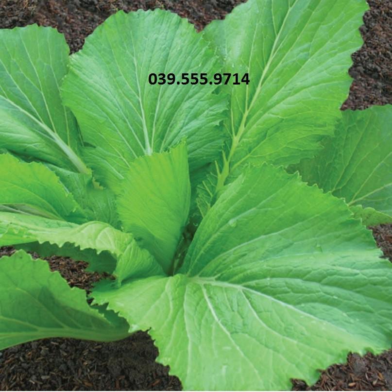 Hạt Giống Cải Bẹ Xanh Mỡ - 100gam