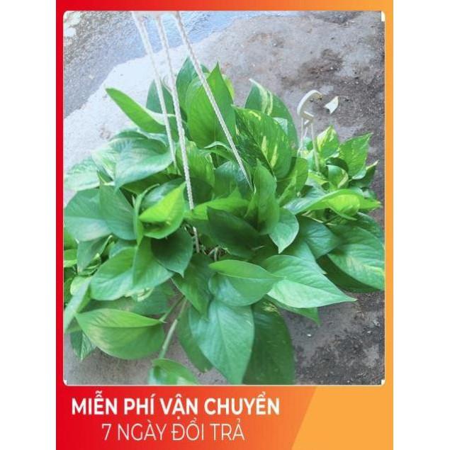 Chậu Trầu Bà Thái Size Đại