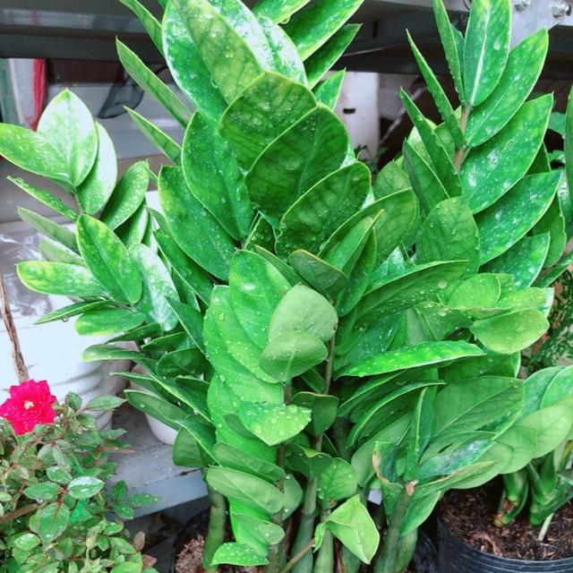 Kim tiền size lớn