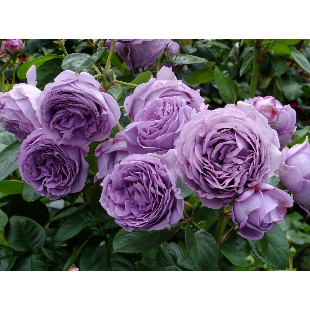 Hoa hồng tím Kinda Blue thân bụi, bền bông, siêng hoa- bầu to lớn, cây trưởng thành
