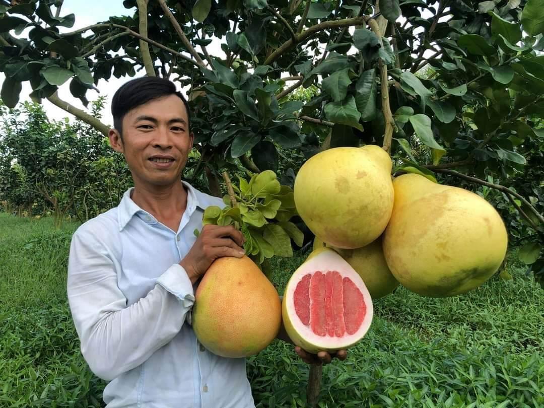 Cây giống bưởi tam hồng siêu sớm