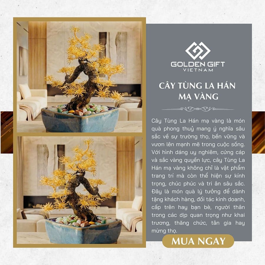 Cây Tùng La Hán mạ vàng