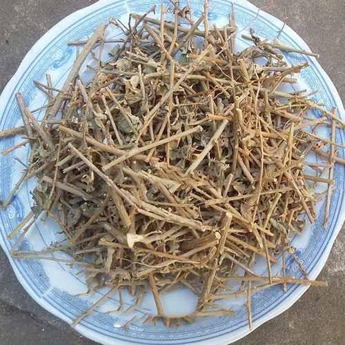 CÂY GIỐNG CÀ GAI LEO