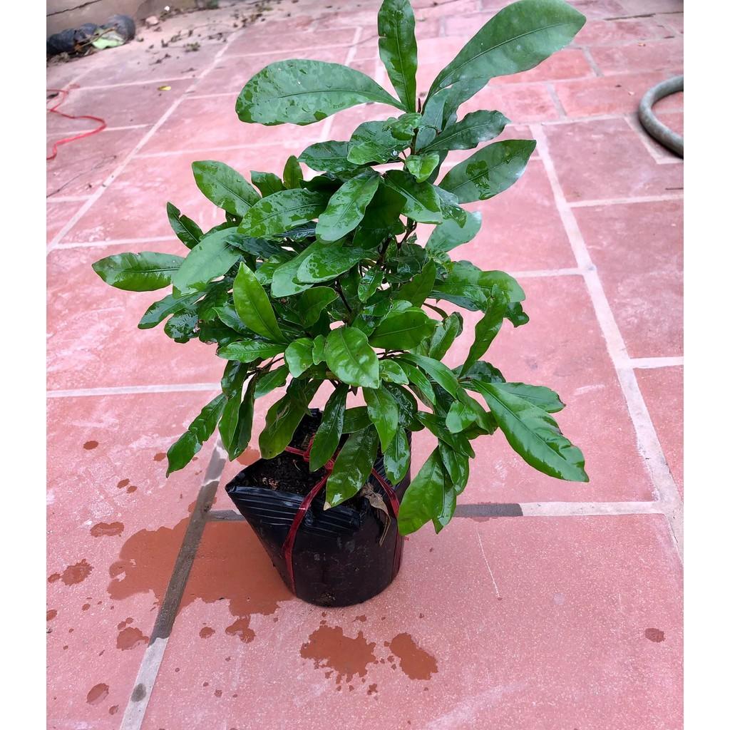 Cây thần kì cao 30 cm