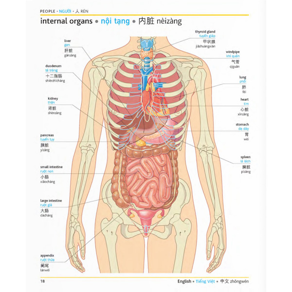 Combo 2 sách: Phát triển từ vựng tiếng Trung Ứng dụng (in màu) (Có Audio nghe) + Từ điển hình ảnh Tam Ngữ Trung Anh Việt – Visual English Vietnamese Chinese Trilingual Dictionary + DVD quà tặng